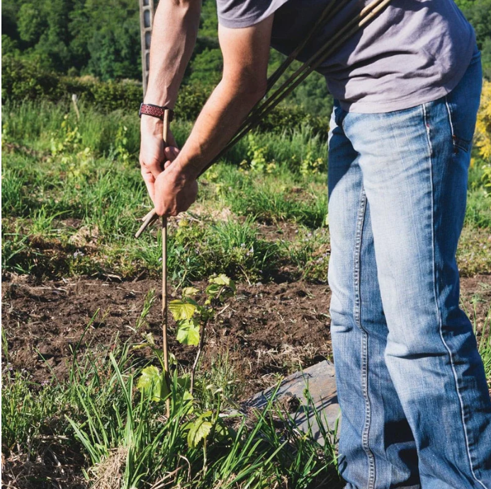 bamboo garden stakes
