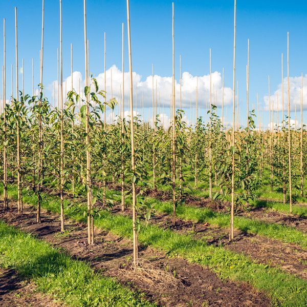 agricultural bamboo stakes